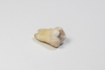 Fototapeta na wymiar A close-up of a jaw tooth on a white background