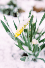Pery yellow spring daffodil flowers in spring garden under snow.