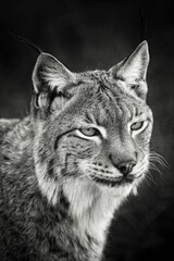 Vertical black and white shot of the head of a Eurasian lynx (Lynx lynx)