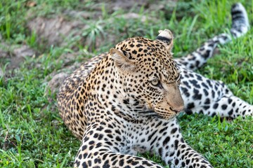 Fototapeta na wymiar Beautiful leopard laying on the grass