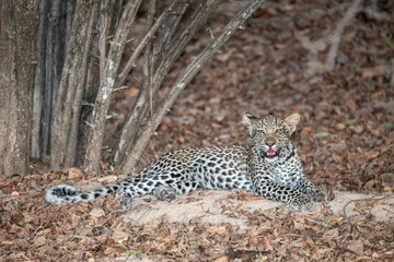 Beautiful leopard laying on the ground