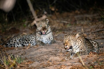 Leopards laying on the ground