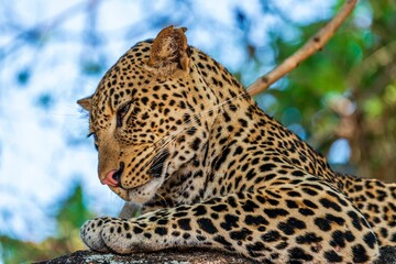 Closeup shot of a cute sleeping Leopard
