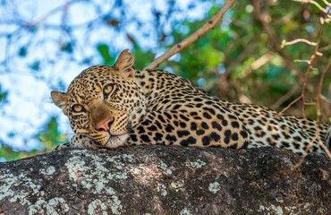 Beautiful leopard laying on the tree