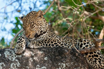 Fototapeta na wymiar Closeup shot of a cute sleeping Leopard