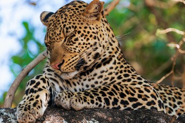 Fototapeta na wymiar Closeup shot of a cute sleeping Leopard
