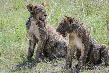 Fototapeta premium Pair of muddy lion cubs on a field in the Masai Mara, Kenya