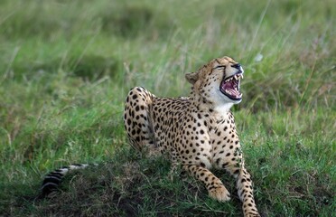 Cheetah running through a grassy field with its mouth open