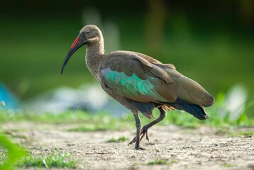 Close-up shot of a Hadada ibis perched on a stone on a blurred background