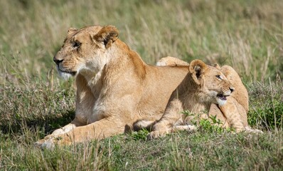 Lionesse with a cab sitting on a grassland under the sunlight