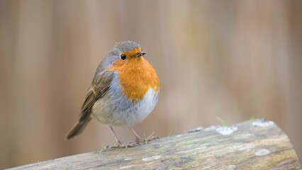 Selective focus shot of an orange European robin perched on wood