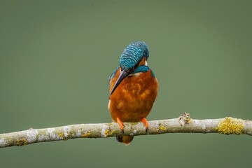 Cute Kingfisher (Alcedinidae) resting on the mossy tree branch on the green blurred background
