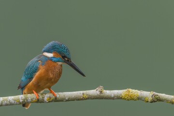 Cute Kingfisher (Alcedinidae) resting on the mossy tree branch on the green blurred background