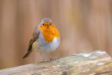 Small cute European robin (Erithacus rubecula) resting on the wooden fence on the blurred background