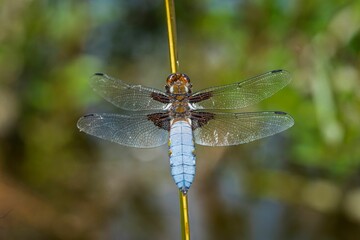 Male Broad-bodied chaser dragonfly (Libellula depressa) resting on the plant on blurred background