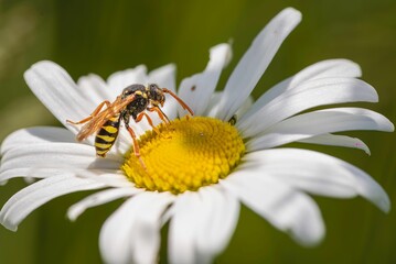 Obraz premium Closeup shot of a Nomad Bee (Nomad) collecting nectar from an Oxeye daisy