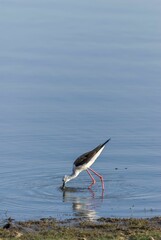 Black winged stilt feeding along the shoreline, Ranthambore India