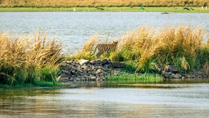 Tiger walking along a spit watching for potential prey, Ranthambore