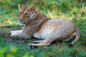 Fototapeta na wymiar Lioness relaxing in the shade of a bush on the Masai Mara