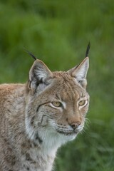 Fototapeta premium Vertical closeup shot of the face of a Eurasian lynx against the green background