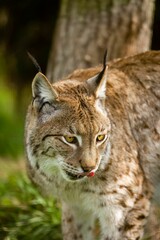 Vertical closeup shot of a Eurasian lynx looking down and licking its mouth