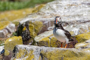 Closeup shot of puffin returning from a successful fishing trip with a beak full of sandals