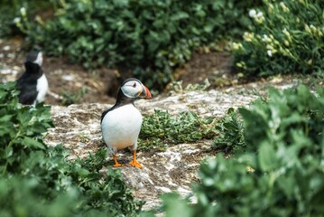 Closeup shot of a cute Puffin in the Farne Islands, Northumberland