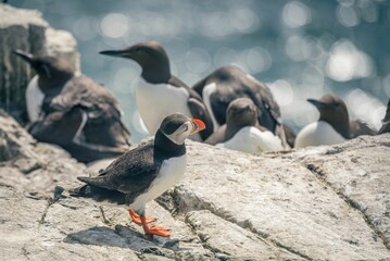 Fototapeta premium Closeup shot of a cute Puffin birds in the Farne Islands, Northumberland