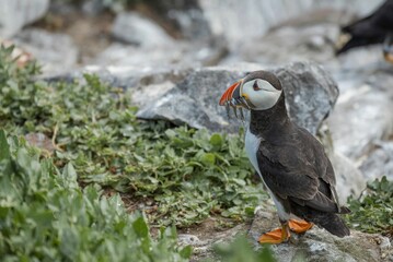 Closeup shot of a cute Puffin in the Farne Islands, Northumberland