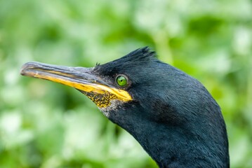 Closeup shot of a shag clearly showing the green eyes
