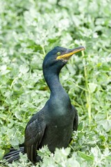 Vertical shot of a shag clearly showing the green eyes