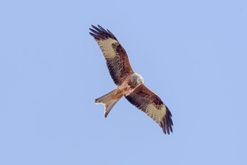 Low angle shot of a beautiful red kite bird flying in a blue sky