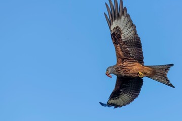 Low angle shot of a beautiful red kite bird with food in its beak flying in a blue sky