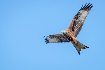 Low angle shot of a beautiful red kite bird flying in a blue sky