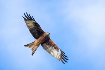 Low angle shot of a beautiful red kite bird flying in a blue sky