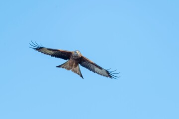 Fototapeta premium Low angle shot of a beautiful red kite bird flying in a blue sky