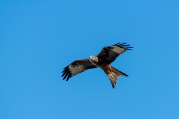 Low angle shot of a beautiful red kite bird flying in a blue sky
