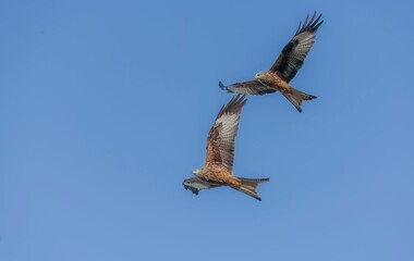 Low angle shot of beautiful red kite birds flying in a blue sky