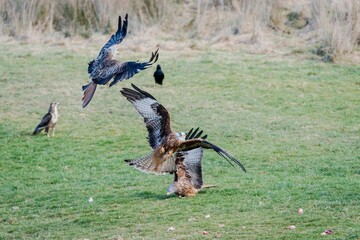 Beautiful shot of a flock of red kite birds in a park