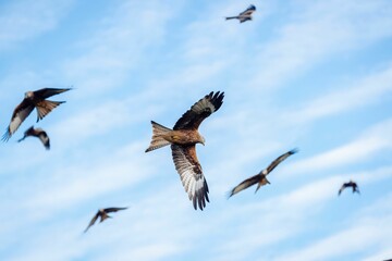 Low angle shot of beautiful red kite birds flying in a blue sky