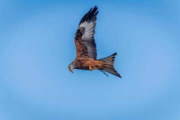 Low angle shot of a beautiful red kite bird flying in a blue sky