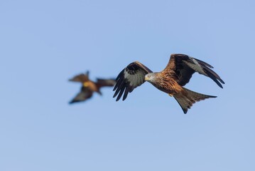 Fototapeta premium Low angle shot of beautiful red kite birds flying in a blue sky