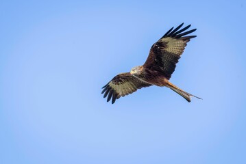 Low angle shot of a beautiful red kite bird flying in a blue sky