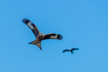 Fototapeta premium Low angle shot of a beautiful red kite bird flying in a blue sky