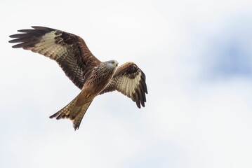 Low angle shot of a beautiful red kite bird flying in a blue sky