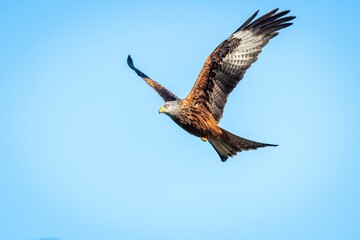 Low angle shot of a beautiful red kite bird flying in a blue sky
