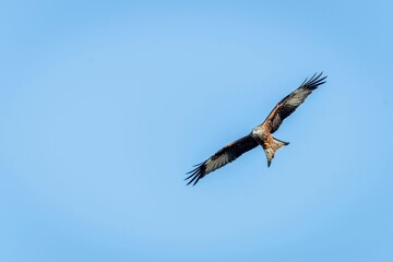 Low angle shot of a beautiful red kite bird flying in a blue sky