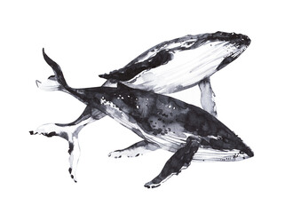 Watercolor cute whale . Hand painting postcard with whale isolated white background. Cute ocean animals.