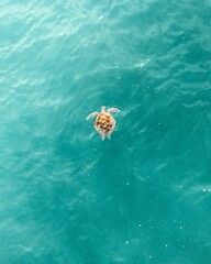 Vertical shot of a turtle swimming on the sea