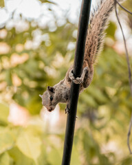 squirrel on tree